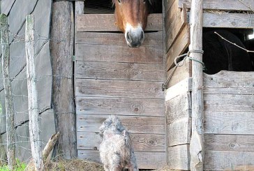 Comunicación interracial