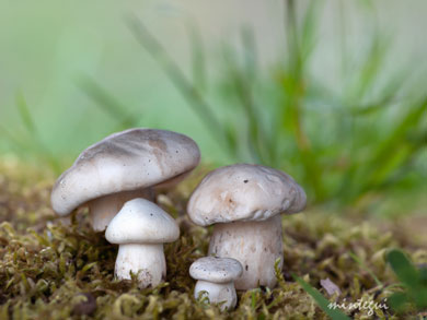 La XX ???Perretxiko erakusketa??? se celebrará este fin de semana