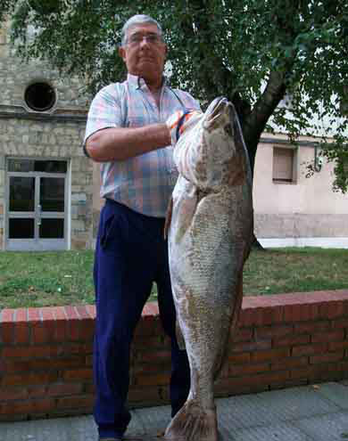 El durangarra Pedro Ferreño captura una corvina de 17 kilos en el puerto de Ondarroa