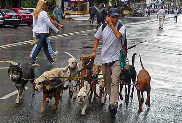 Abadiño vigilará el cumplimiento de la normativa de tenencia de animales
