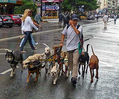 El PP se suma a la peticion para que se habiliten zonas acotadas para perros en Durango