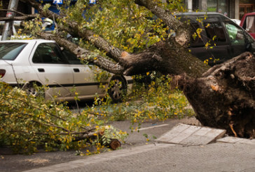 La caída de un árbol por el viento daña coches aparcados en Francisco de Ibarra