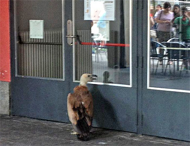 Localizan un buitre herido en los soportales de Ezkurdi