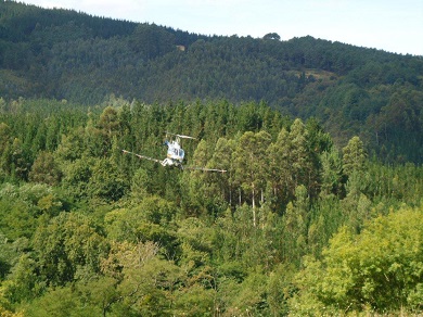 La Diputación tomará medidas en Durango contra la plaga de la procesionaria del pino