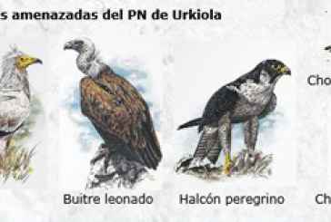 La Diputación restringe la escalada en la comarca para proteger a las aves de las rocas