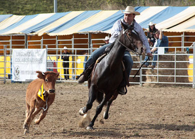 Zaldibar acogerá mañana una ???reñida??? gran final de Euskadi de ???monta western???