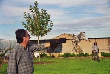 Una exhibición de cetrería con participación del público despide mañana las fiestas