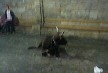 Una vaquilla se rompe una pata al descender del camión