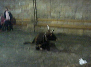 Una vaquilla se rompe una pata al descender del camión