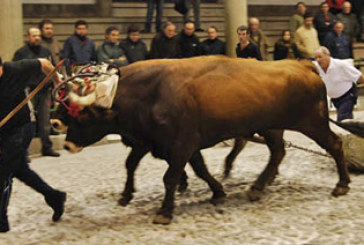 Denuncian un sabotaje en las pruebas de bueyes de Berriz