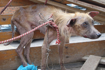 Rescatan en Amorebieta a siete perros abandonados que comían restos de dos muertos