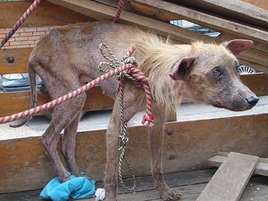 Rescatan en Amorebieta a siete perros abandonados que comían restos de dos muertos