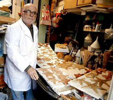 Conchas y caracoles del mundo