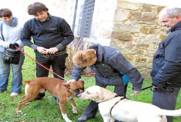 Convocan una concentración para que se habiliten zonas verdes para perros en Durango