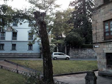 Talan un árbol de Durango que había tronchado el viento