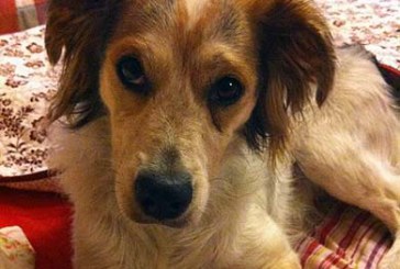 Sublevación canina en Durango