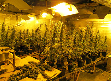 Dos detenidos tras desmantelar una plantación de marihuana