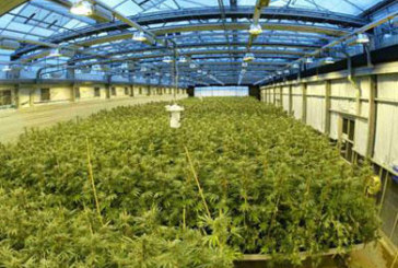 Detienen a un hombre de 55 años tras localizar 175 plantas de marihuana en su caserío