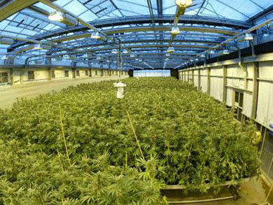Detienen a un hombre de 55 años tras localizar 175 plantas de marihuana en su caserío
