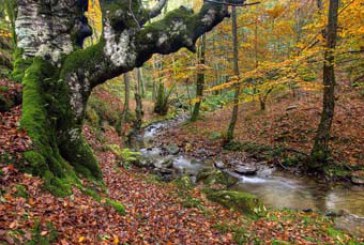 Urkiola muestra la ferrería de monte más antigua de Bizkaia