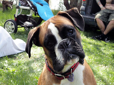 Acusan al Ayuntamiento de no haber actuado en la muerte de una perra por un golpe de calor