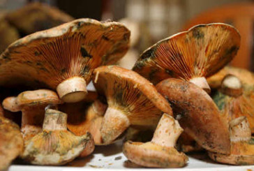 Las Jornadas Micológicas de Amorebieta acogerán actos para público infantil y adulto