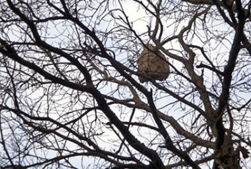 Detectan dos posibles colmenas de avispas asiáticas en Izurtza