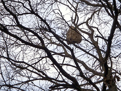 Detectan dos posibles colmenas de avispas asiáticas en Izurtza
