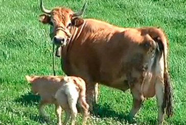 Una ternera de seis patas corretea por Iurreta