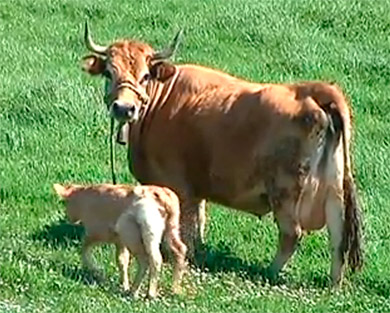 Una ternera de seis patas corretea por Iurreta