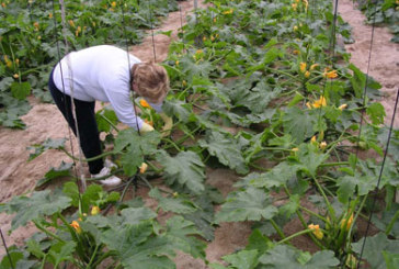 La Diputación elabora un estudio sobre mujeres víctimas de malos tratos en el entorno rural