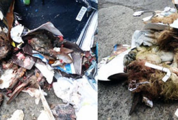Aparecen ovejas y conejos muertos en contenedores de papel de Durangaldea