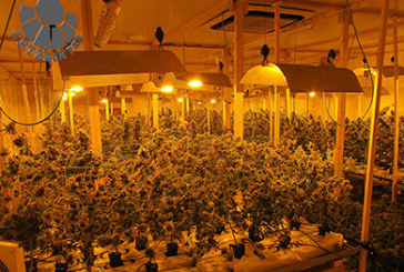 Desmantelado un cultivo de marihuana con 2.100 plantas y 2.300 esquejes en Iurreta