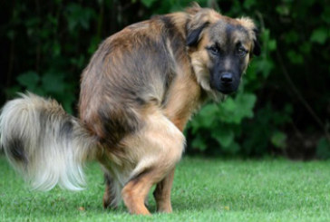 Los concejales recriminarán a los propietarios de perros que no recojan los excrementos