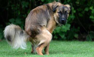 Los concejales recriminarán a los propietarios de perros que no recojan los excrementos