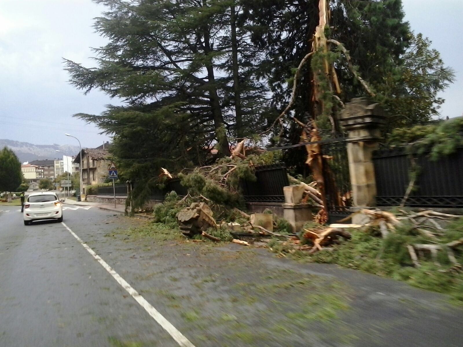 ArbolCaidoFaustebidea