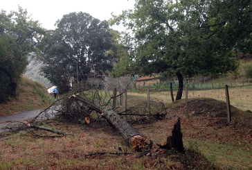 Caída de árboles por el temporal