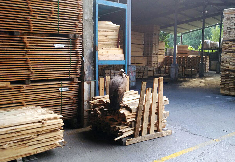 Encuentran una cría de buitre en una serrería de Abadiño