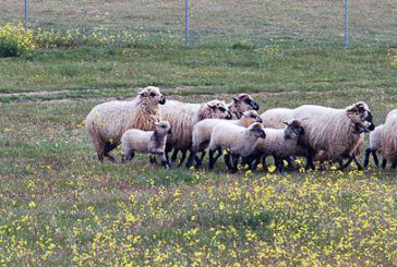 El Baserri Eguna de Abadiño concluirá el domingo con la trashumancia de unas 200 ovejas
