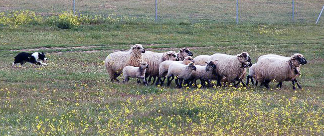 El Baserri Eguna de Abadiño concluirá el domingo con la trashumancia de unas 200 ovejas