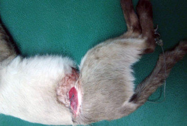 Denuncian ante la Ertzaintza el uso de una trampa furtiva que hirió de gravedad a un gato en Durango