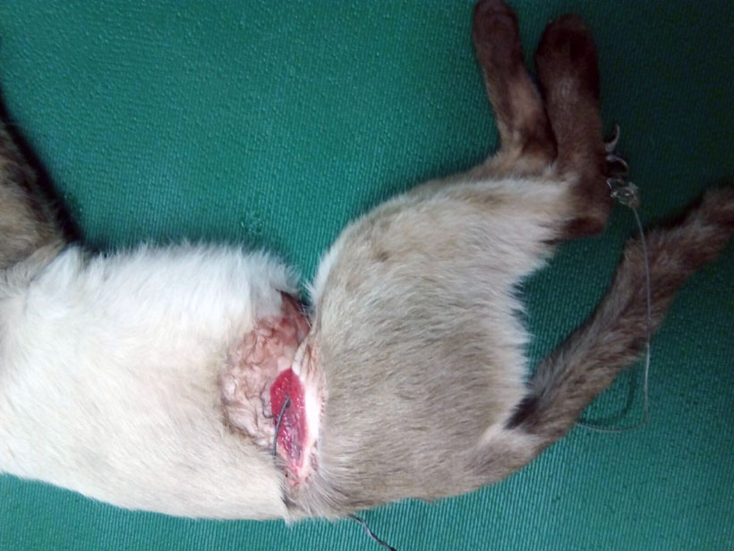 Denuncian ante la Ertzaintza el uso de una trampa furtiva que hirió de gravedad a un gato en Durango