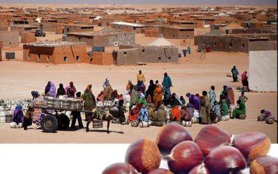 Gaztañerre-2017-castañas-Sahara-Berriz