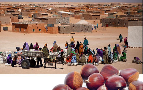 Gaztañerre-2017-castañas-Sahara-Berriz