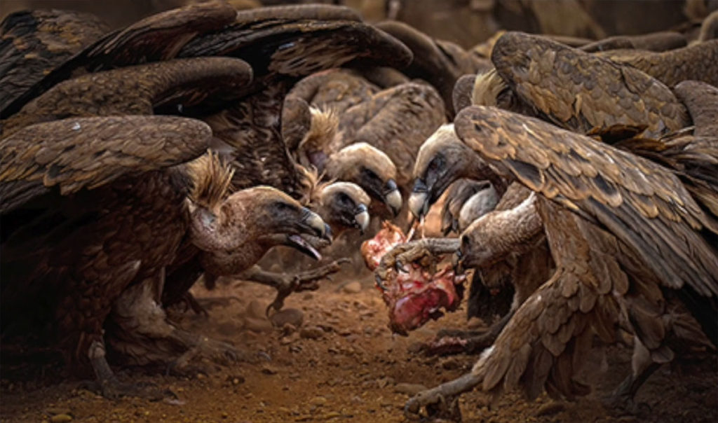 Jesús-de Pedro-Copa-Mundo-fotografía-2017