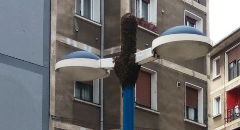 Una nube de abejas provoca alarma entre vecinos de Iurreta y obliga a los bomberos a retirarlas