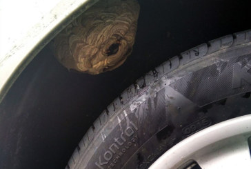 Retiran un nido de avispa asiática de la rueda de un coche en Amorebieta