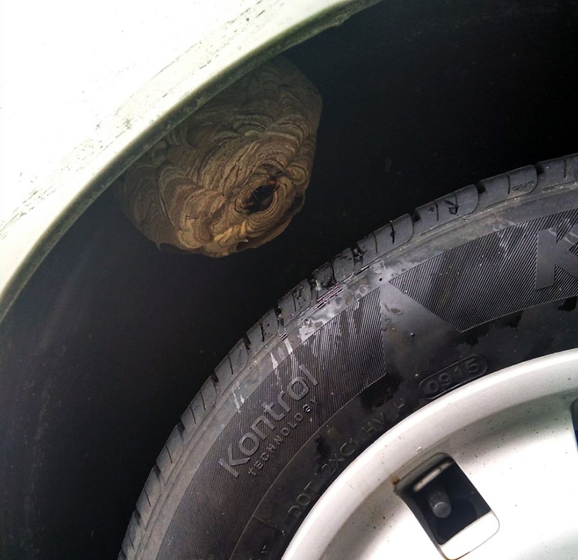 Retiran un nido de avispa asiática de la rueda de un coche en Amorebieta