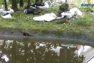 El Ayuntamiento de Berriz procede a la limpieza y desratización del estanque de los patos