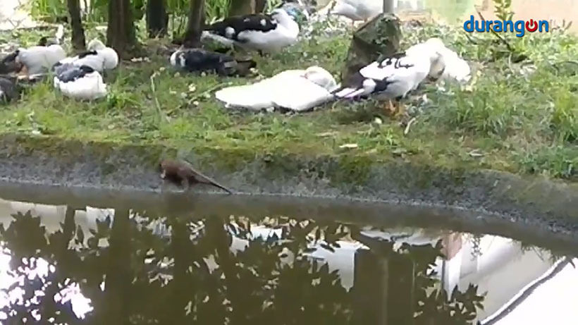 El Ayuntamiento de Berriz procede a la limpieza y desratización del estanque de los patos